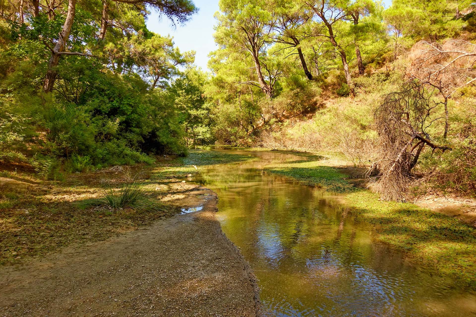 AutoRhodes Car Rental forest picture